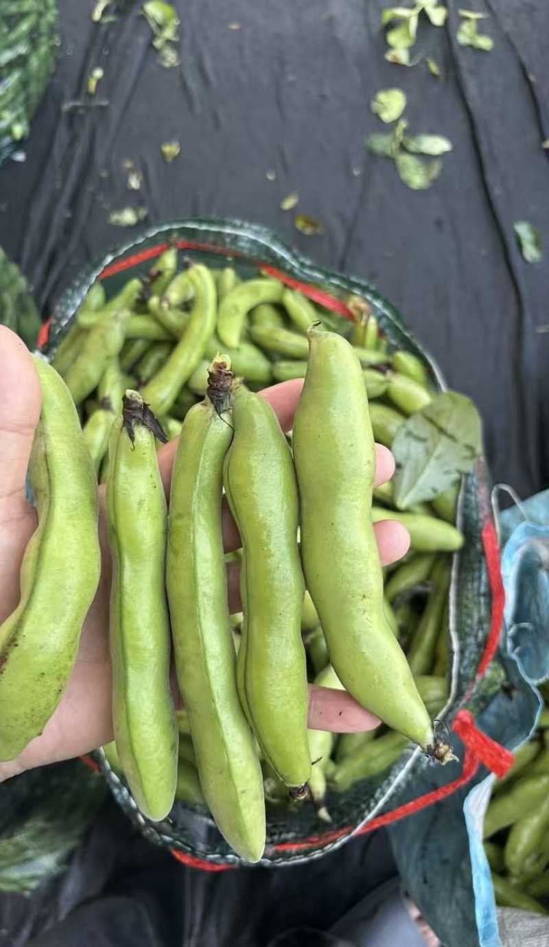 【热卖】江苏品蚕蚕豆现摘罗汉豆颗粒饱满蚕豆货源大量发货