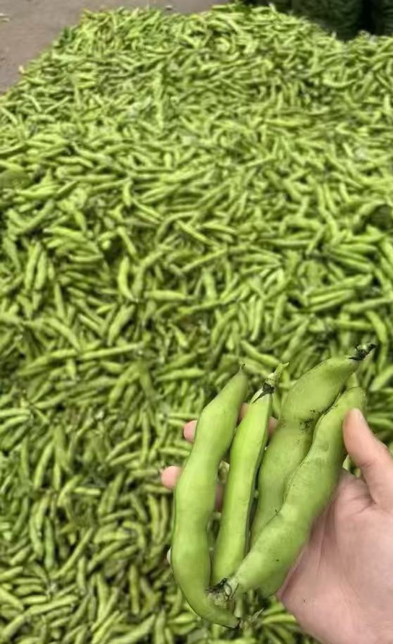 【热卖】江苏品蚕蚕豆现摘罗汉豆颗粒饱满蚕豆货源大量发货