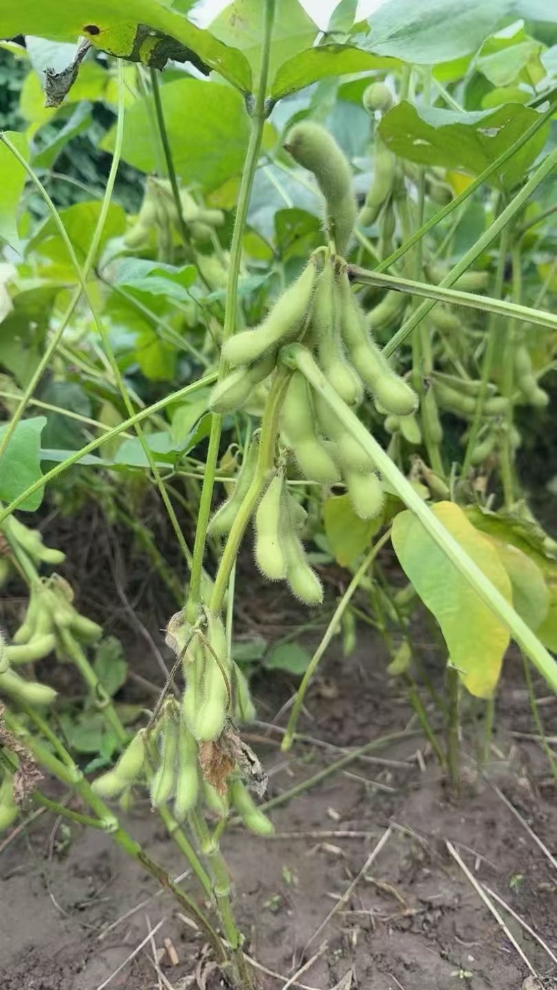 【优选】安徽翠绿宝毛豆大量上市大荚饱满鲜食毛豆产地批发