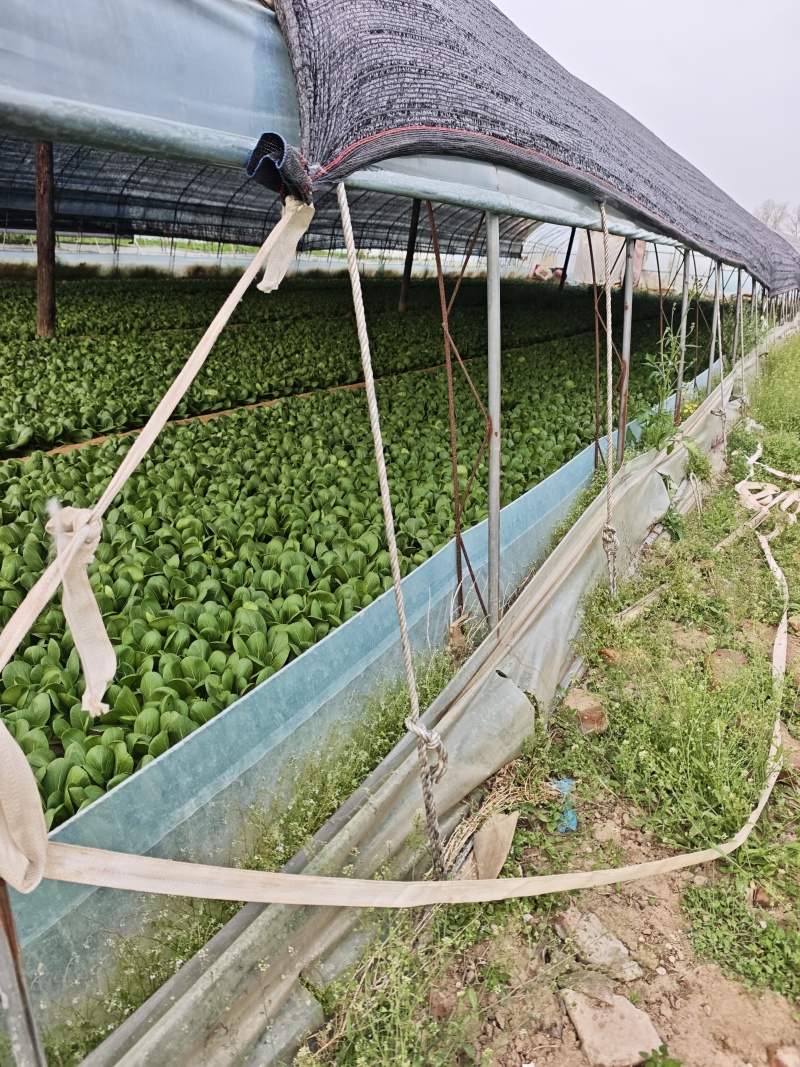 油菜