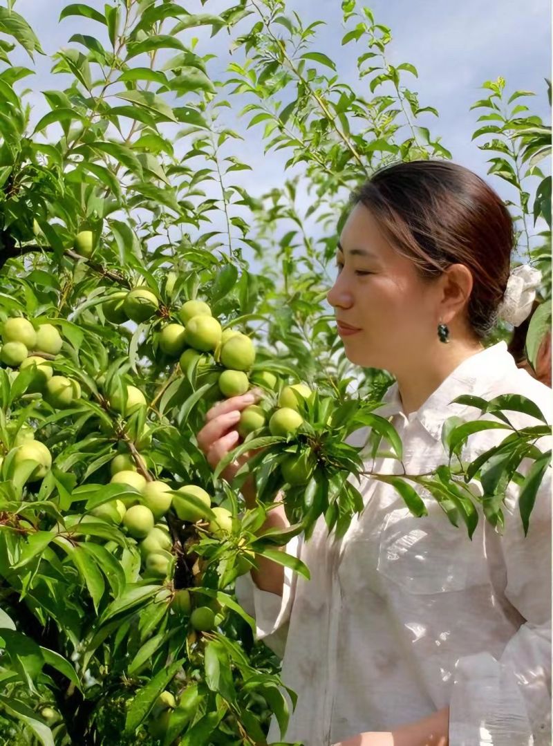 （脱骨清脆李子）四川李子/产地货源/自家种植，给钱就卖
