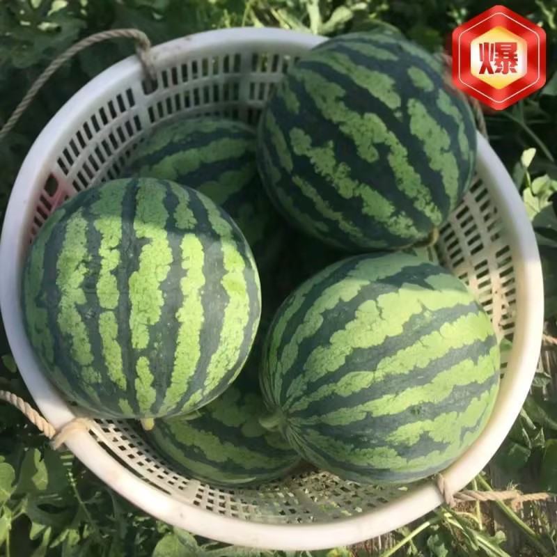【精品推荐】美都西瓜一手货源价格实惠全国发货可视频看货