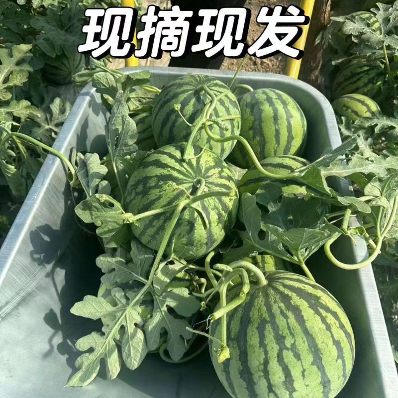 【精品推荐】美都西瓜一手货源价格实惠全国发货可视频看货