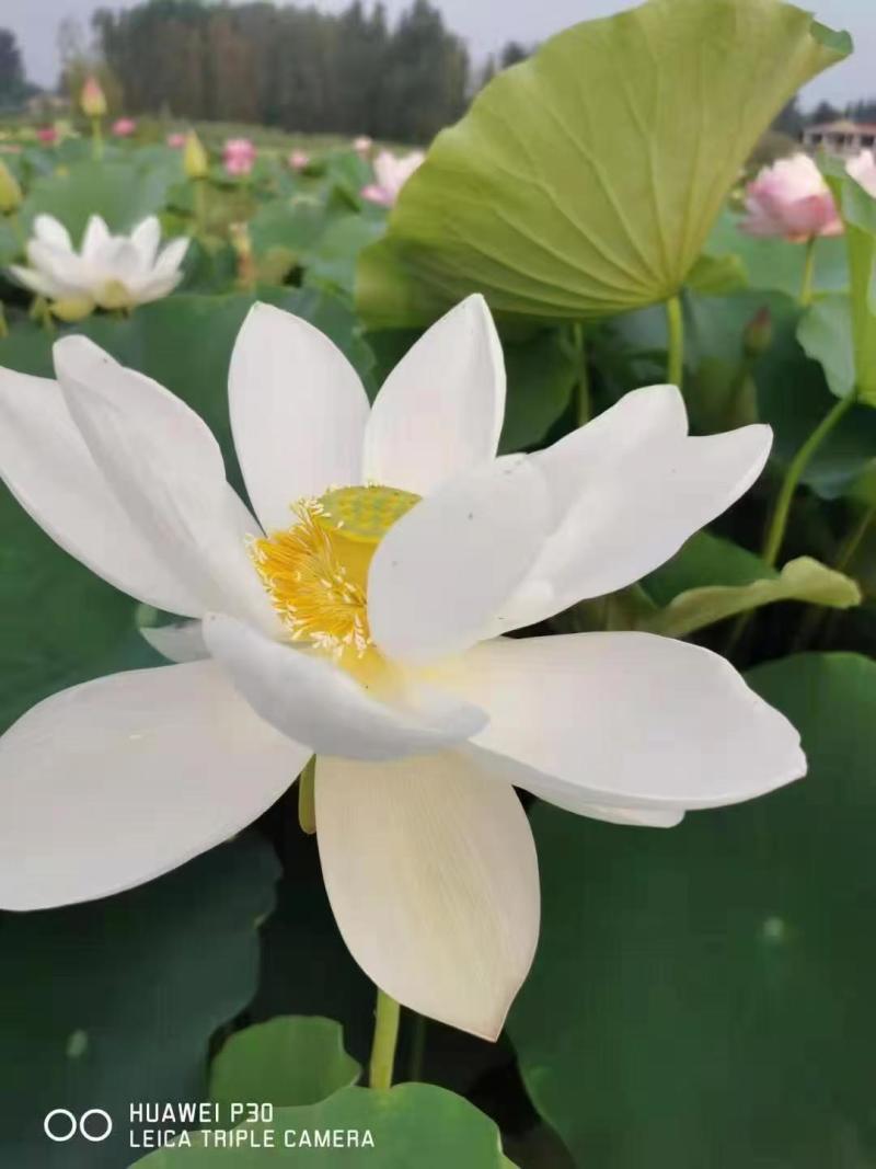 【精品】河北睡莲水生根块量大从优各种颜色欢迎联系
