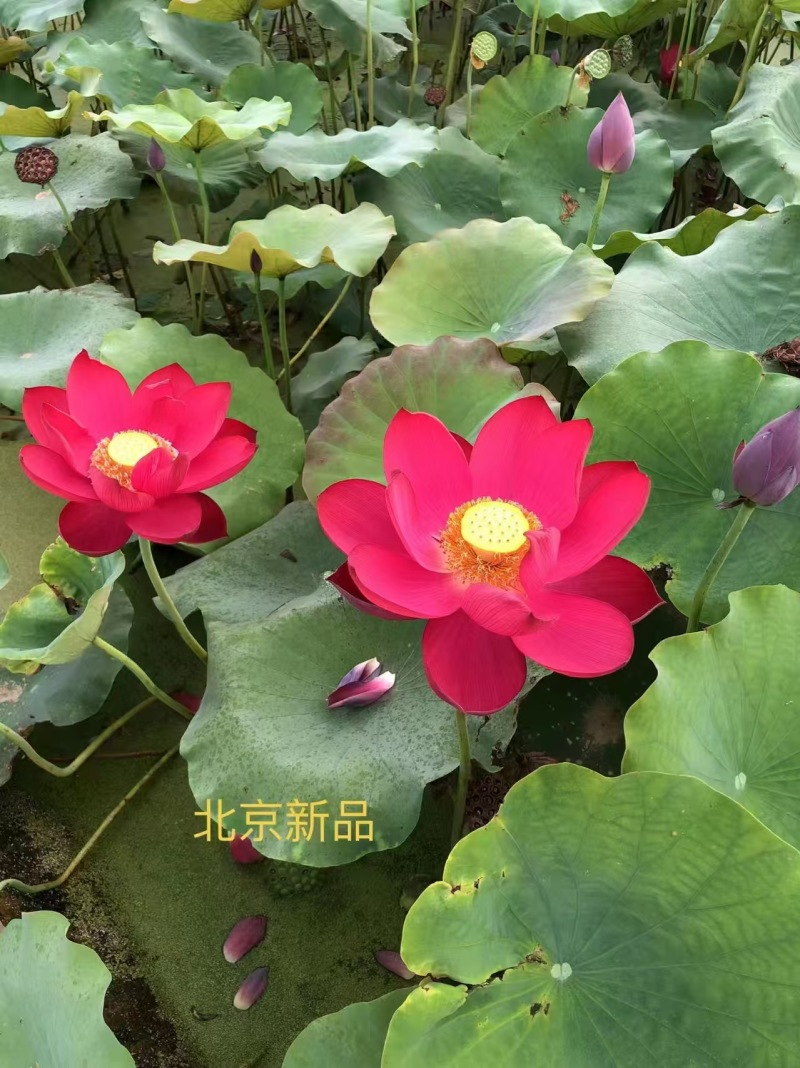 【精品】河北睡莲水生根块量大从优各种颜色欢迎联系