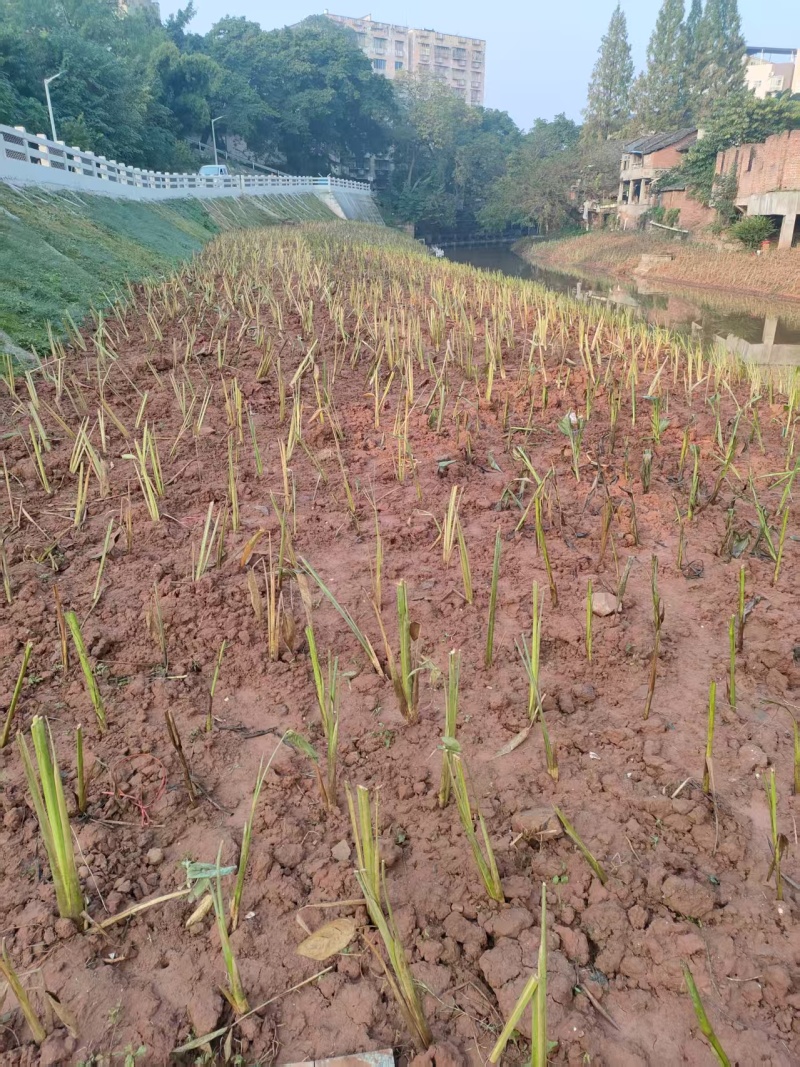 香蒲，河北保定，大量有货，大量批发，价格可谈