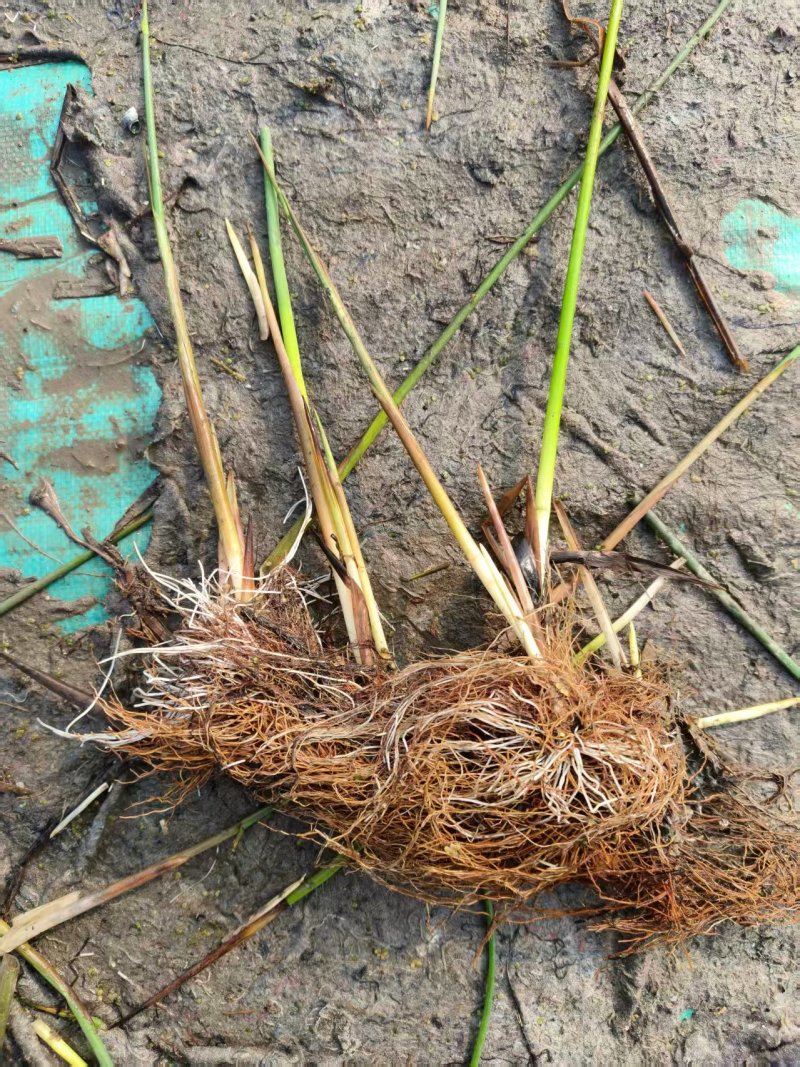 水葱基地直销品质保证成活率高欢迎致电咨询订购
