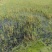 水葱基地直销品质保证成活率高欢迎致电咨询订购