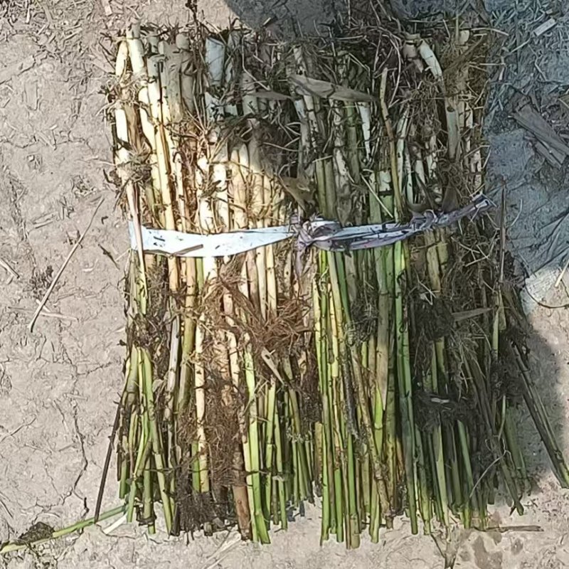芦苇大量上货产地一手货源品质保证量大优惠