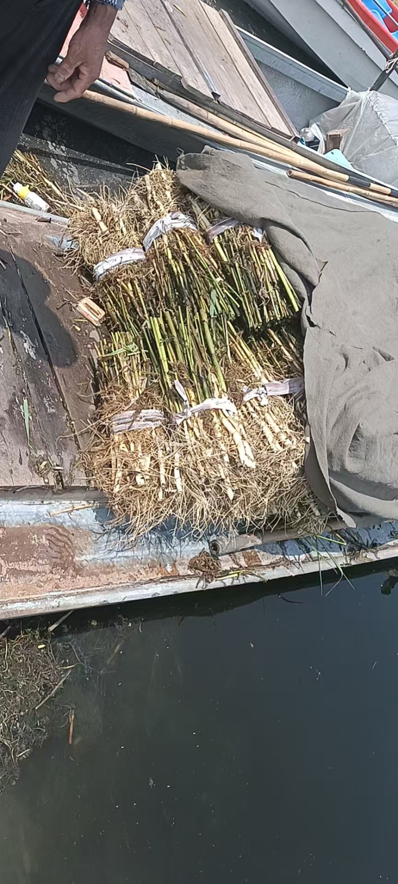 芦苇大量上货产地一手货源品质保证量大优惠