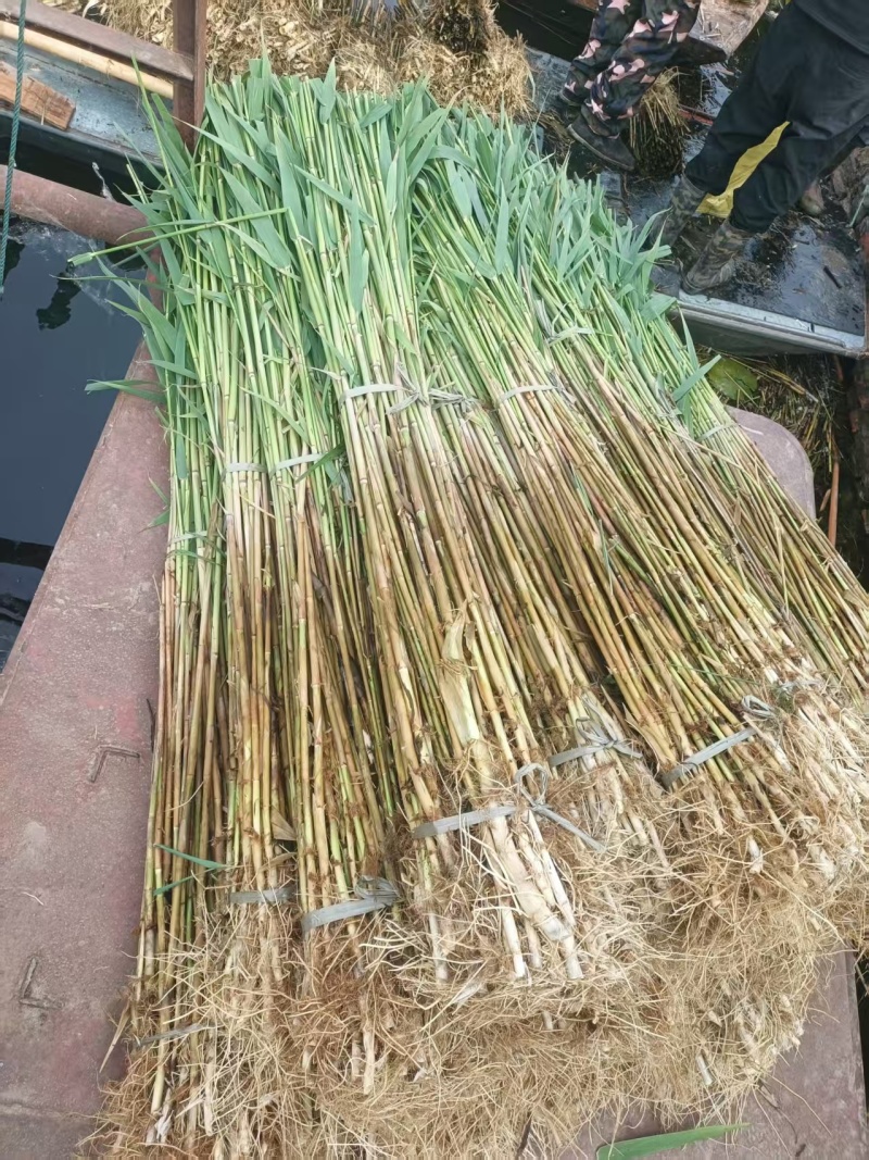 芦苇大量上货产地一手货源品质保证量大优惠