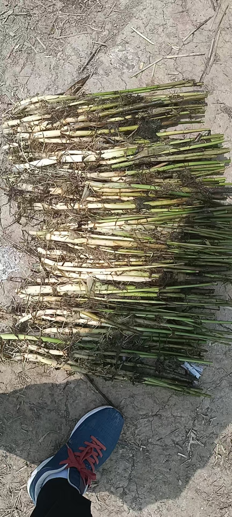 芦苇大量上货产地一手货源品质保证量大优惠
