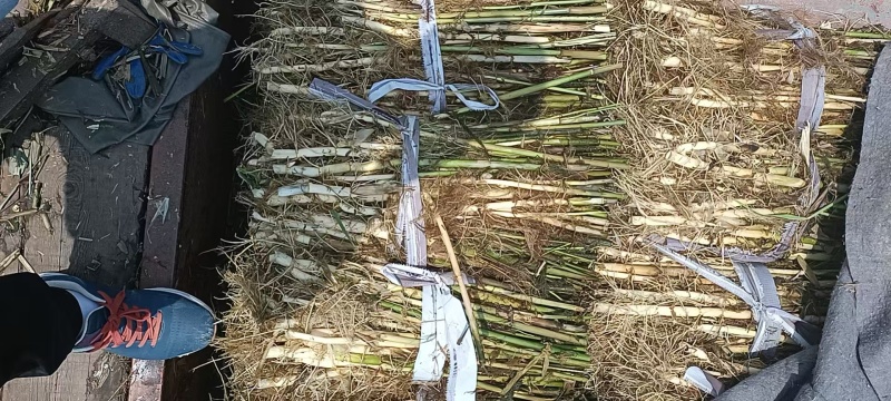 芦苇大量上货产地一手货源品质保证量大优惠