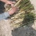 芦苇大量上货产地一手货源品质保证量大优惠