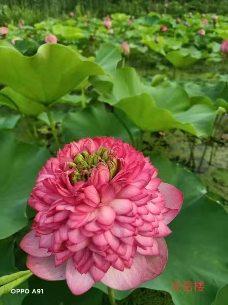 【量大从优】安新荷花各种水生植物品质保证量大从优欢迎