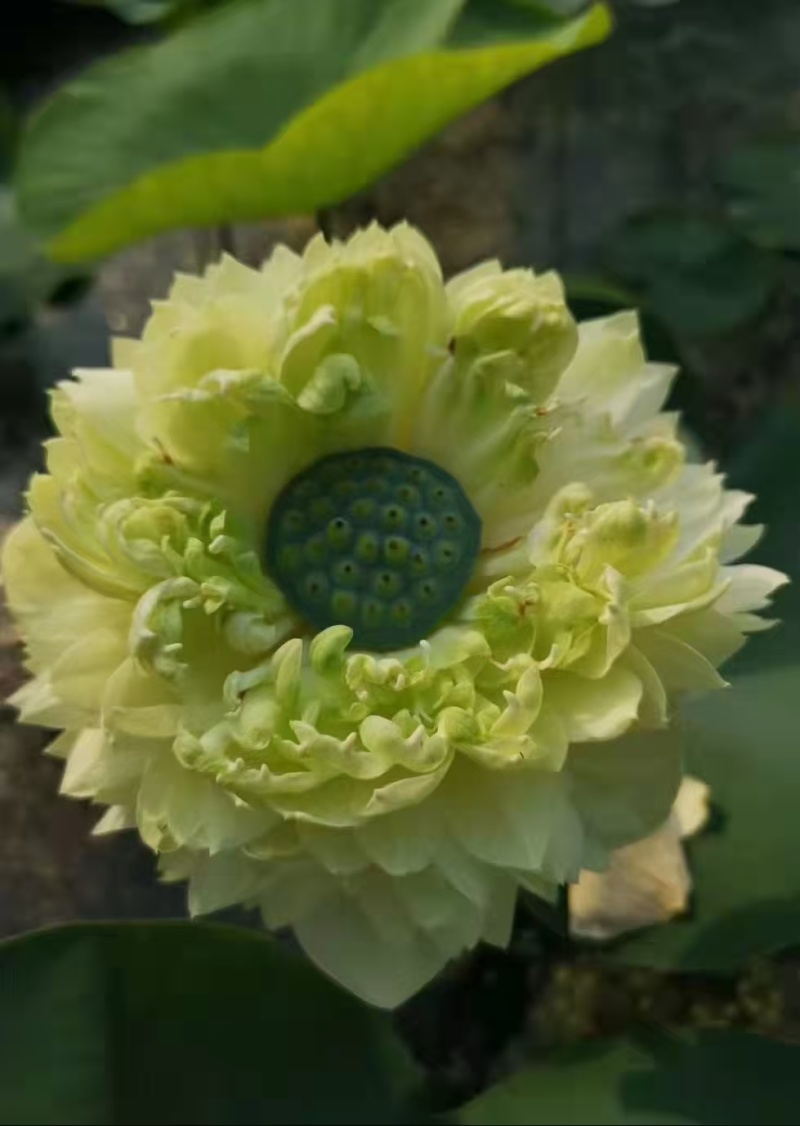 【量大从优】安新荷花各种水生植物品质保证量大从优欢迎