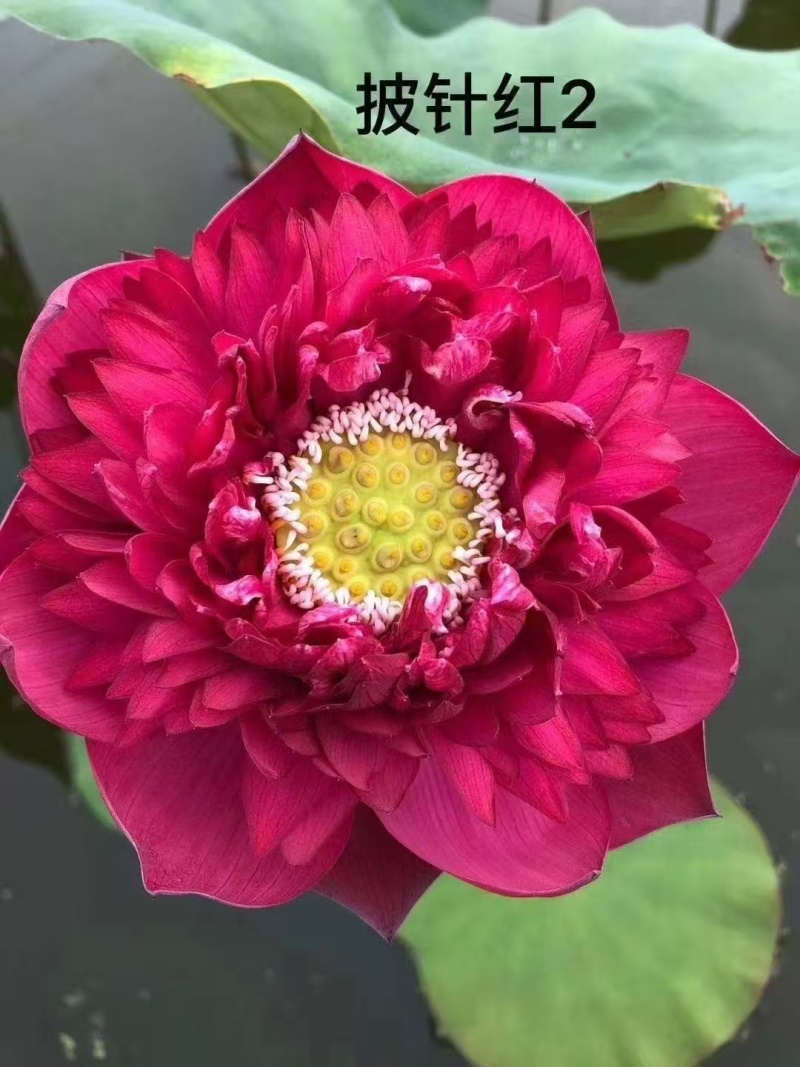 【量大从优】安新荷花各种水生植物品质保证量大从优欢迎