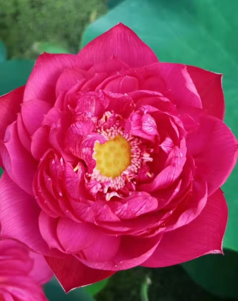 【量大从优】安新荷花各种水生植物品质保证量大从优欢迎
