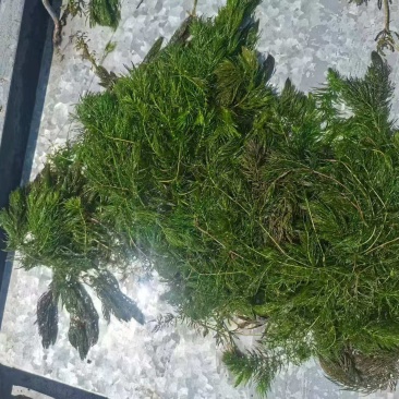 水生植物，沉水植物，种类多，货量大，欢迎视频看货问价
