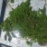 水生植物，沉水植物，种类多，货量大，欢迎视频看货问价