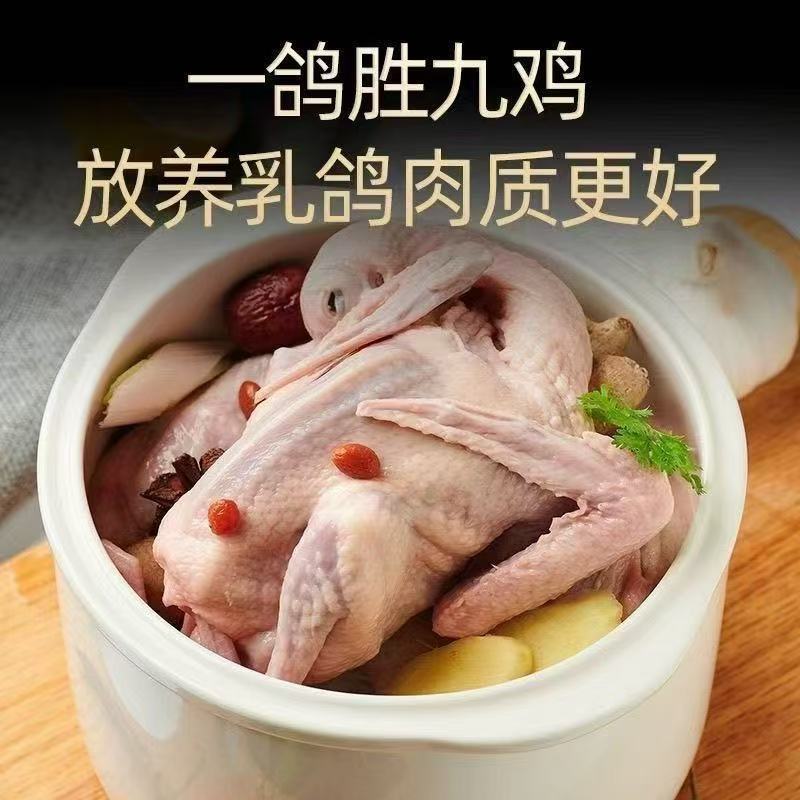 鸽子新鲜现杀老鸽子土鸽子新鲜鸽子孕妇炖汤生鲜鸽子现杀煲汤