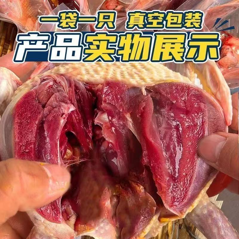 鸽子新鲜现杀老鸽子土鸽子新鲜鸽子孕妇炖汤生鲜鸽子现杀煲汤