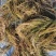 水生植物，沉水植物，种类多，货量大，欢迎视频看货问价