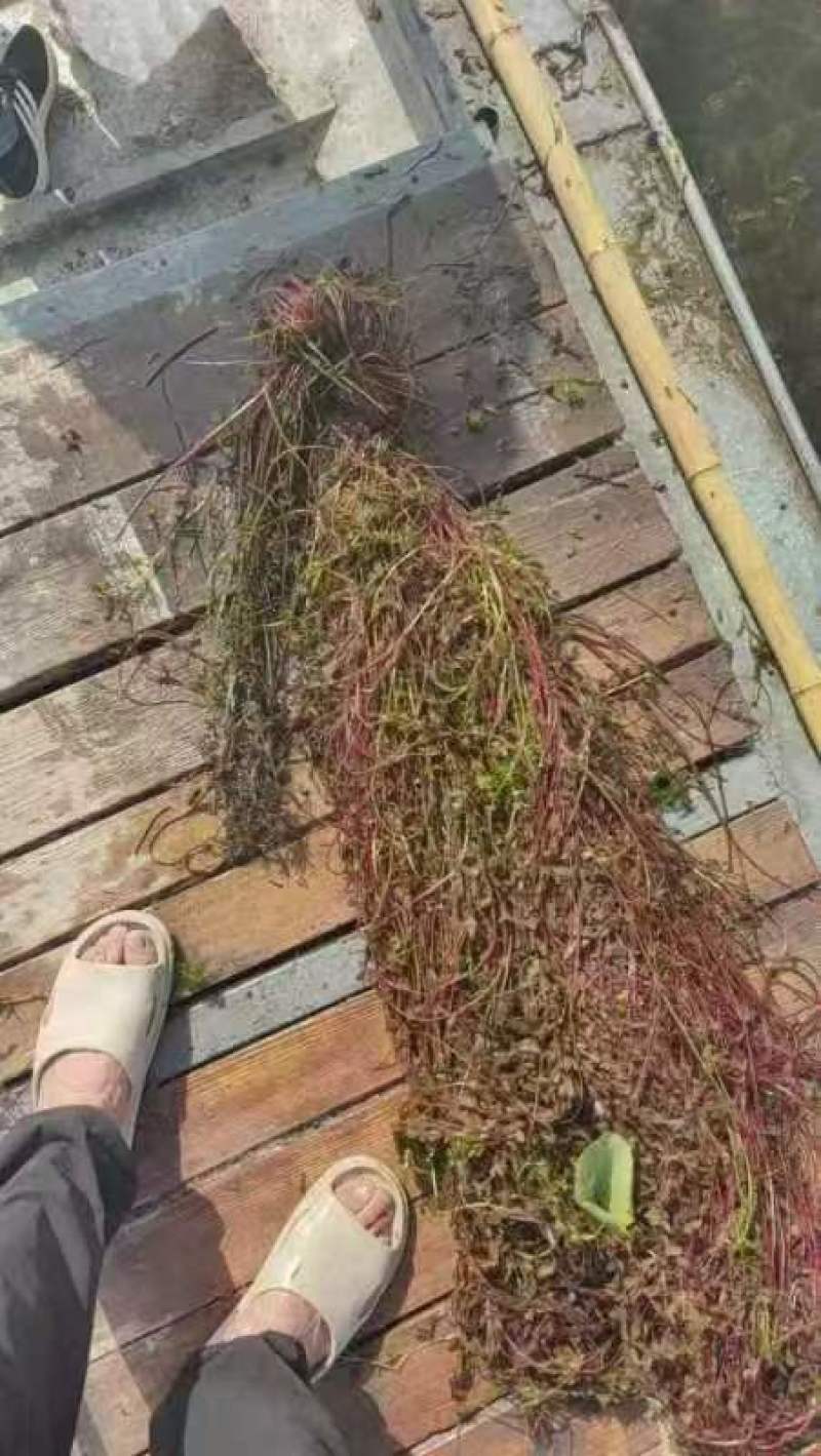 水生植物，沉水植物，种类多，货量大，欢迎视频看货问价