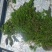 水生植物，沉水植物，种类多，货量大，欢迎视频看货问价