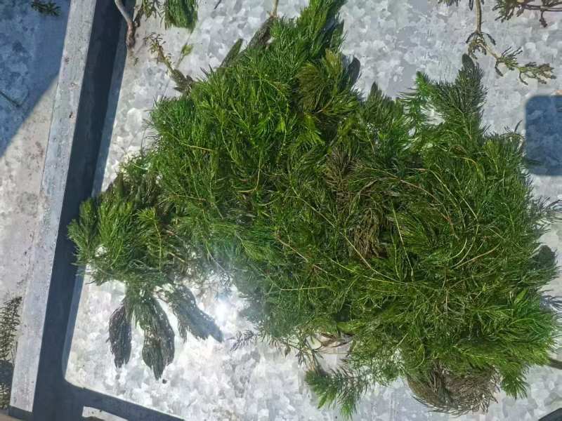 水生植物，沉水植物，种类多，货量大，欢迎视频看货问价