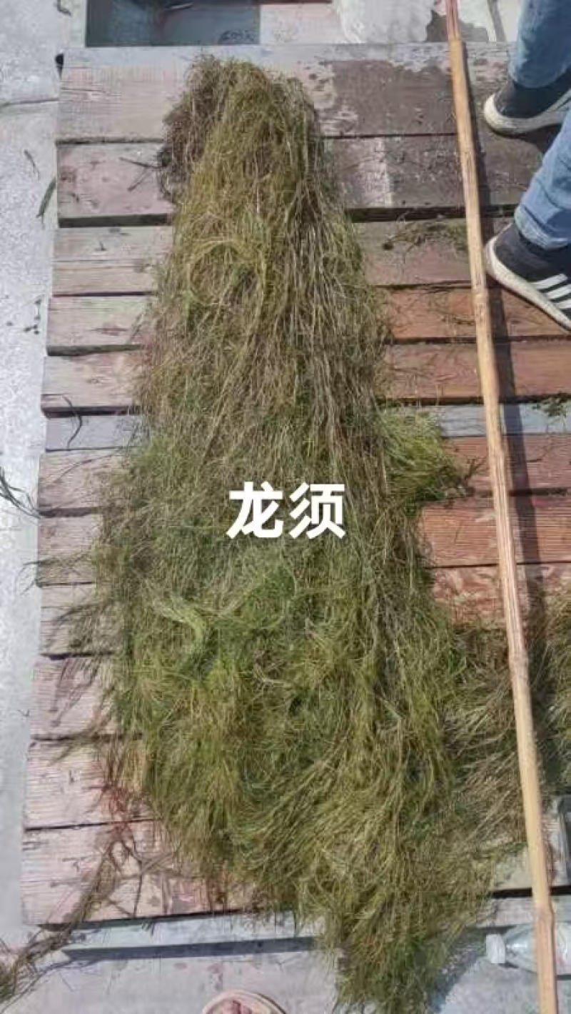 水生植物，沉水植物，种类多，货量大，欢迎视频看货问价