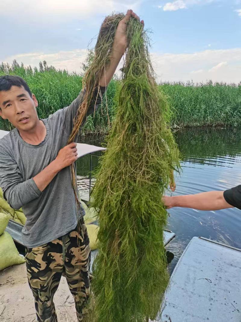 水生植物，沉水植物，种类多，货量大，欢迎视频看货问价