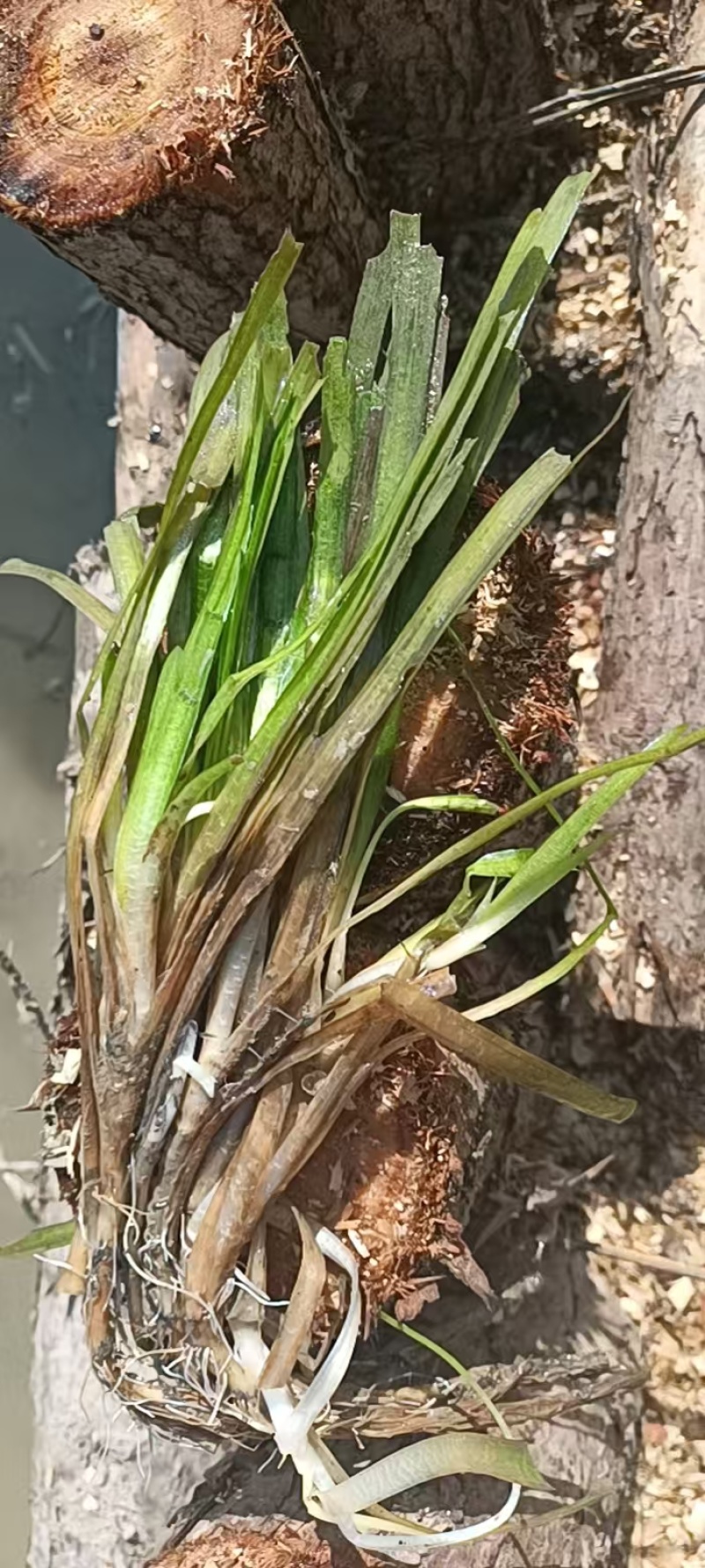 水生植物，沉水植物，种类多，货量大，欢迎视频看货问价