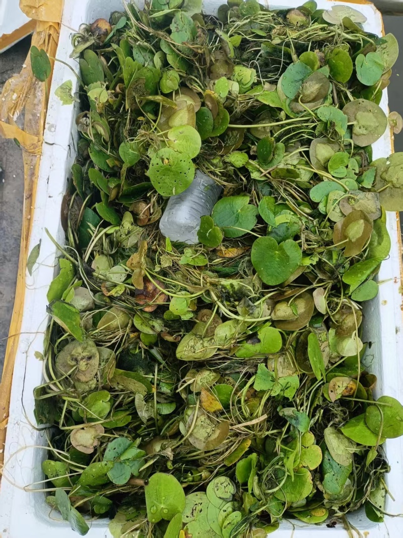 水生植物，沉水植物，种类多，货量大，欢迎视频看货问价