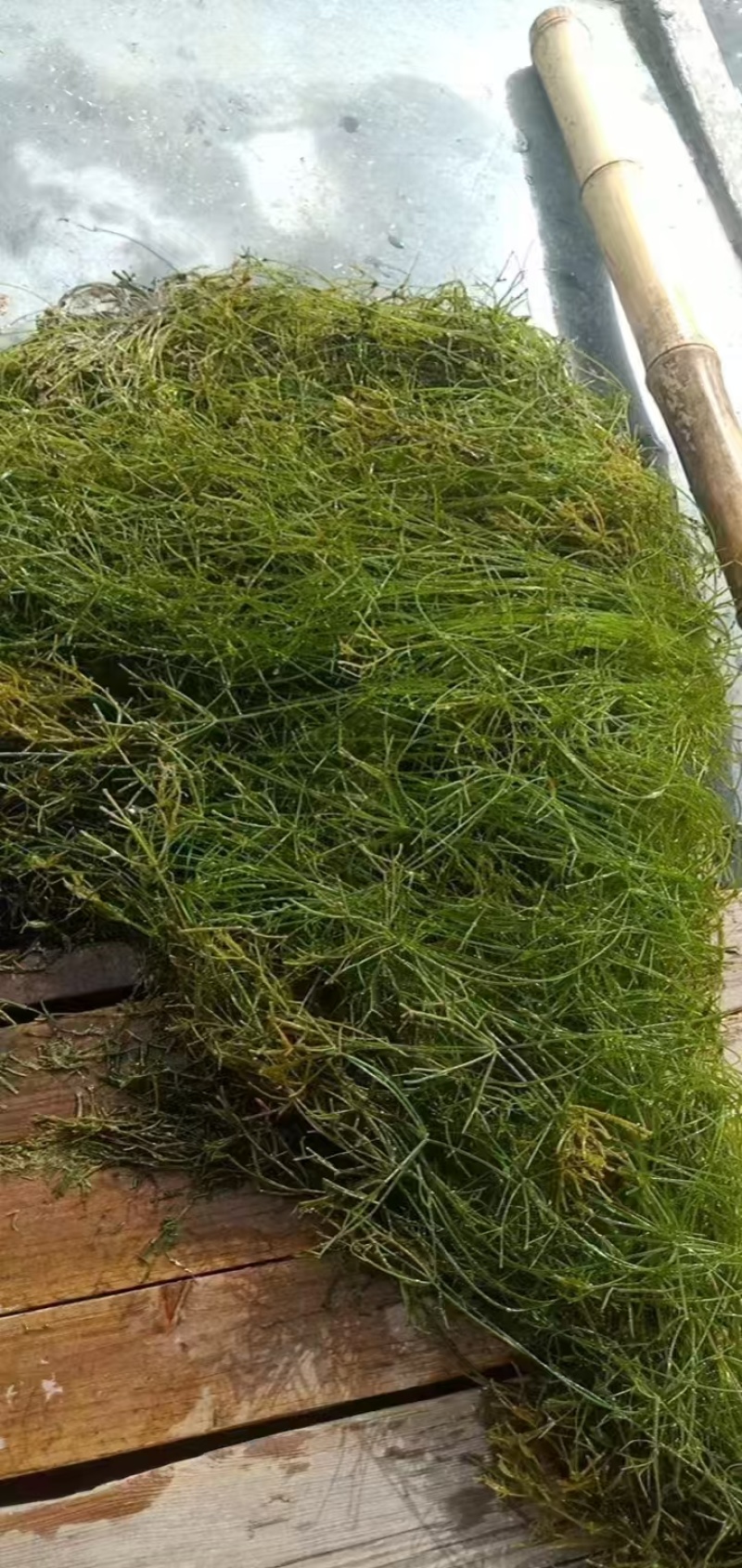水生植物，沉水植物，种类多，货量大，欢迎视频看货问价