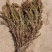 水生植物，沉水植物，种类多，货量大，欢迎视频看货问价