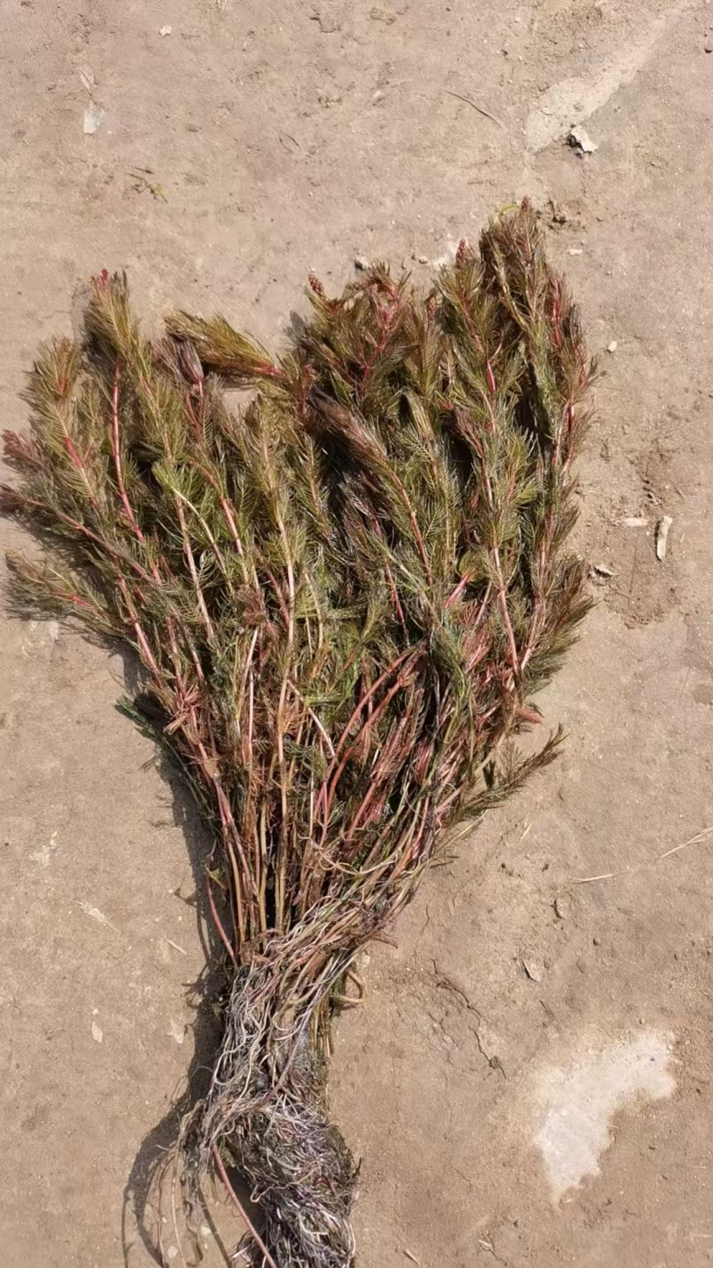 水生植物，沉水植物，种类多，货量大，欢迎视频看货问价
