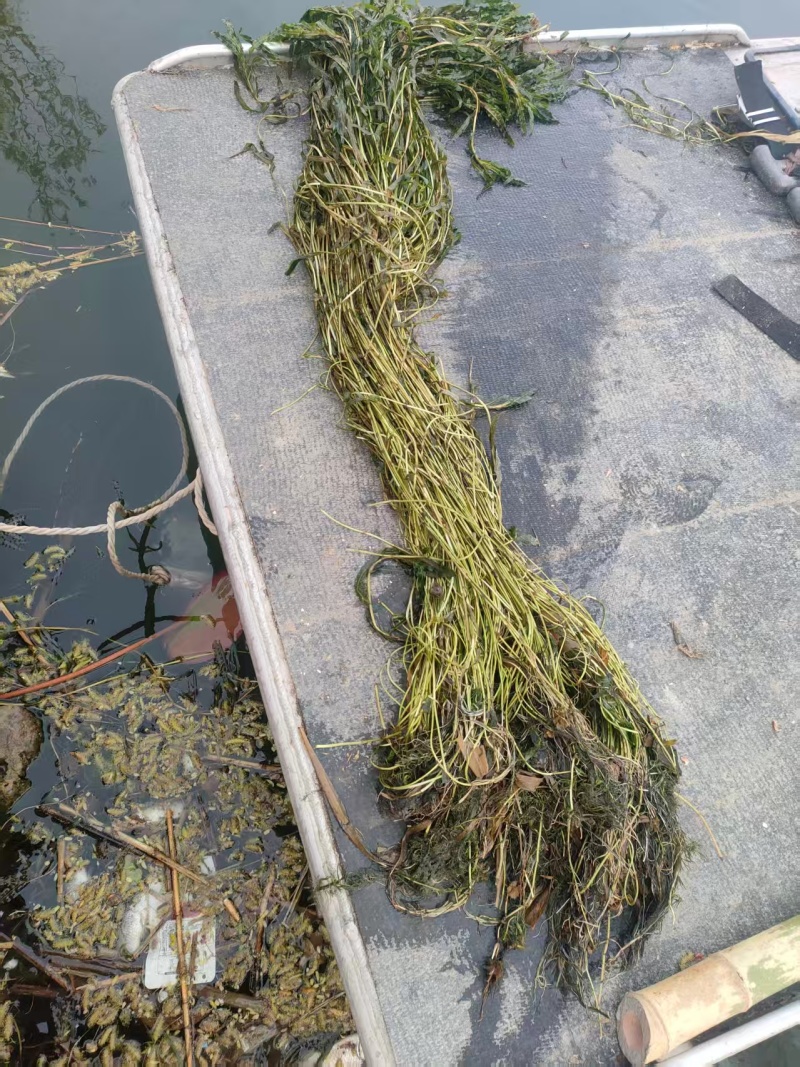 水生植物，沉水植物，种类多，货量大，欢迎视频看货问价