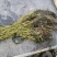 水生植物，沉水植物，种类多，货量大，欢迎视频看货问价