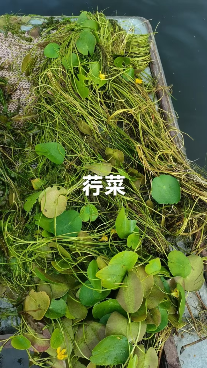 水生植物，沉水植物，种类多，货量大，欢迎视频看货问价