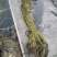 水生植物，沉水植物，种类多，货量大，欢迎视频看货问价