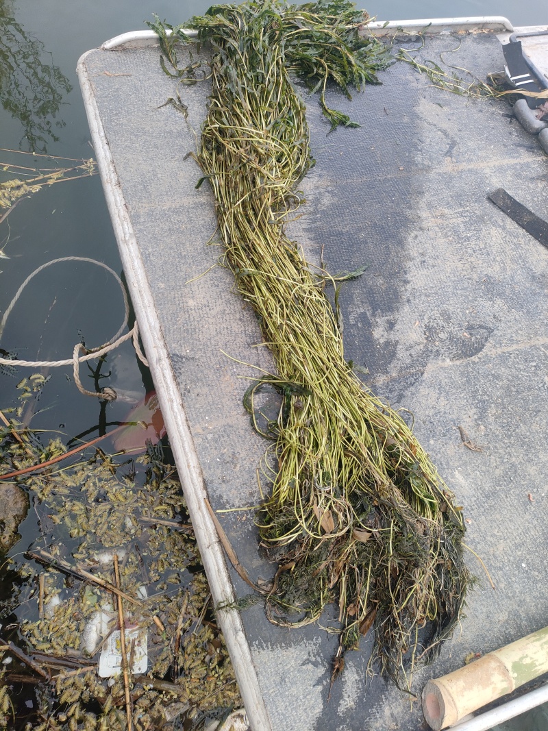 水生植物，沉水植物，种类多，货量大，欢迎视频看货问价