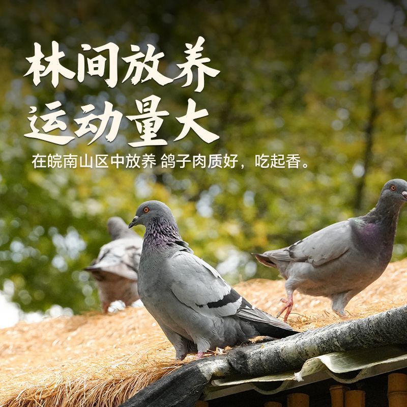 鸽子新鲜现杀农家散养土鸽子新鲜乳鸽滋补炖汤鸽子肉原粮鸽