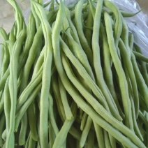 山东精品无筋豆/芸豆四季豆白不老无丝豆电商货各种规格齐全
