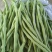 山东精品无筋豆/芸豆四季豆白不老无丝豆电商货各种规格齐全