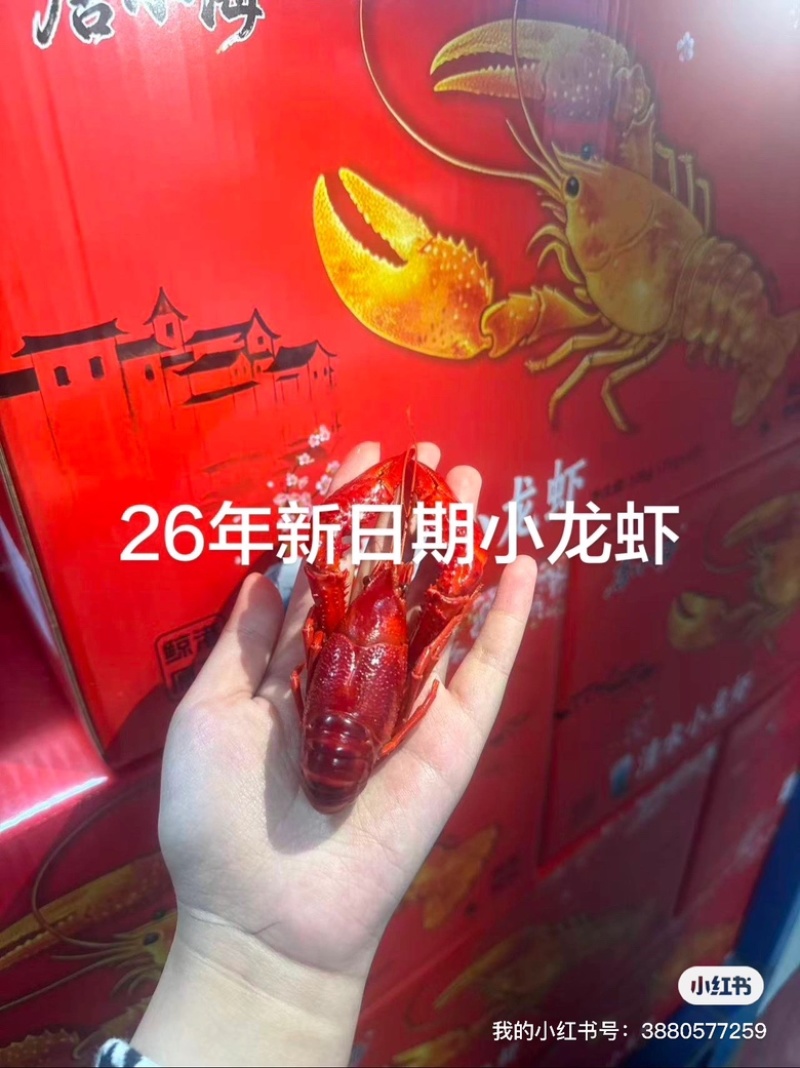 液氮清水小龙虾🦞工厂直销