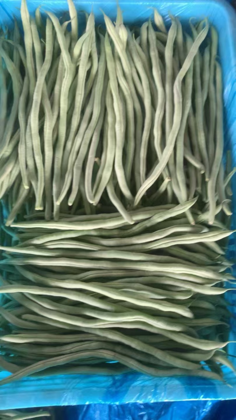 山东精品无筋豆/芸豆四季豆白不老无丝豆电商货各种规格齐全