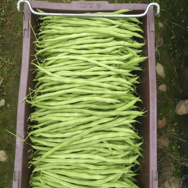 山东精品无筋豆/芸豆四季豆白不老无丝豆电商货各种规格齐全