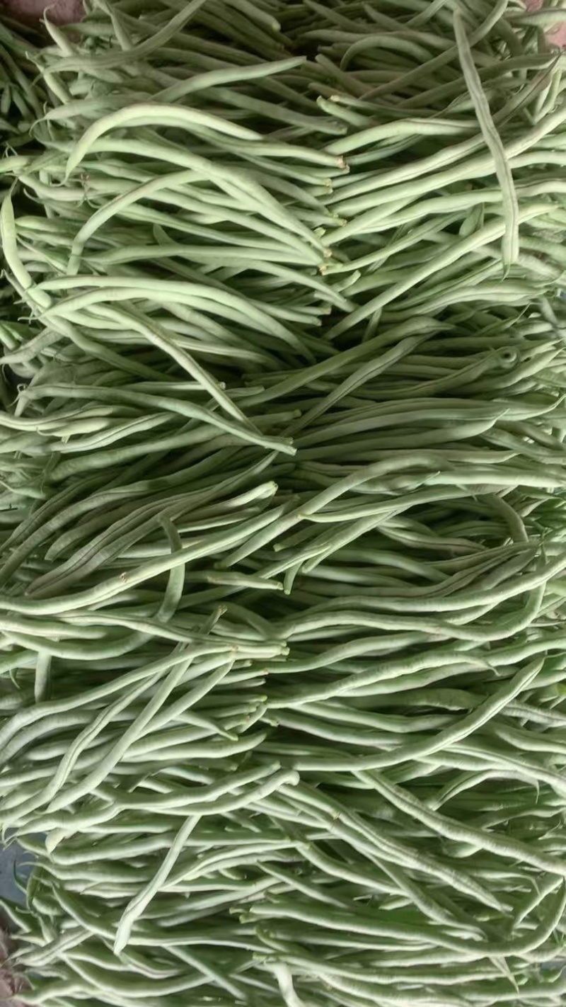 山东精品无筋豆/芸豆四季豆白不老无丝豆电商货各种规格齐全