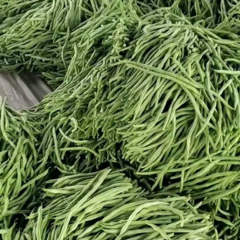 山东精品无筋豆/芸豆四季豆白不老无丝豆电商货各种规格齐全